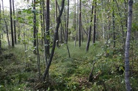 Pfostenbild
