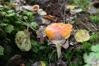 Pfostenbild