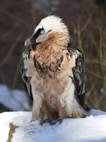 Pfostenbild