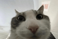 Pfostenbild