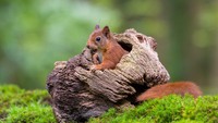 Pfostenbild