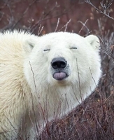 Pfostenbild