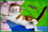 Pfostenbild