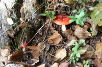 Pfostenbild