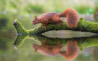 Pfostenbild