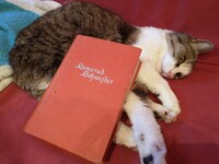 Pfostenbild