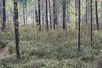 Pfostenbild
