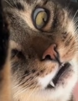 Pfostenbild