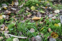 Pfostenbild